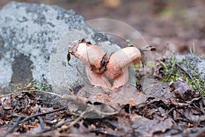 Mushrooms volnushki