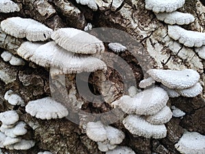 Mushrooms on a walnut stump