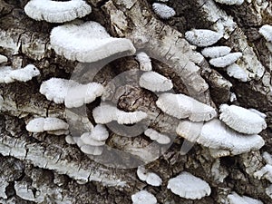 Mushrooms on a walnut stump