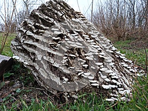 Mushrooms on a walnut stump