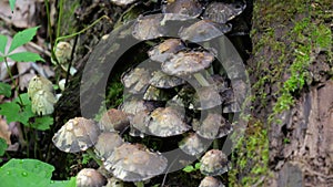 Mushrooms at Weston Bend Missouri State Park