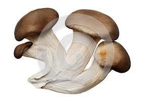 Mushrooms on a white background