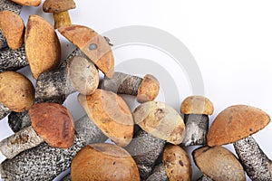 Mushrooms on a white background