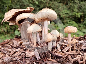 Mushrooms in woodchip