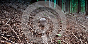 Mushrooms in the Woods, Dolomites