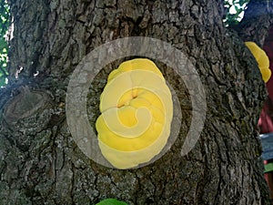 Mushrooms, yellow-orange sulphate, grow on a tree trunk, close-up