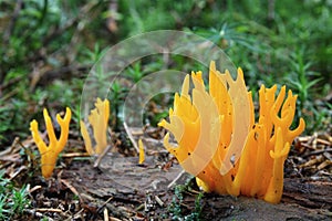 Mushrooms yellow stagshorn