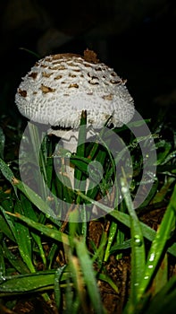 Mushroon at night in the garden