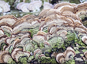 Mushroons fungus on log photo