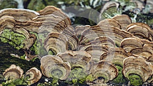 Mushroons fungus on log photo