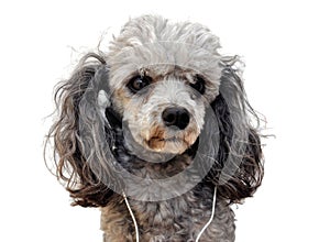 Music dog