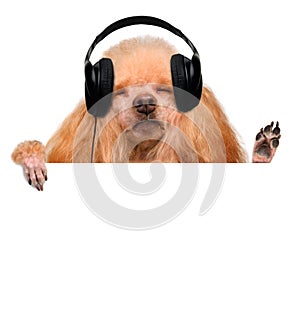 Music headphone vinyl record dog