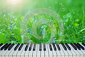 The music of nature. piano keys on a background of nature