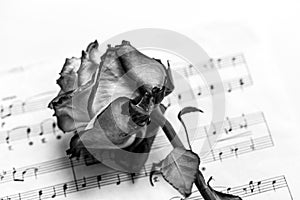 Music sheet and dead rose. The idea of the concept for love of music for musical inspiration