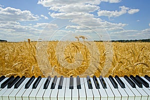 Music wheat field, piano keys with nature