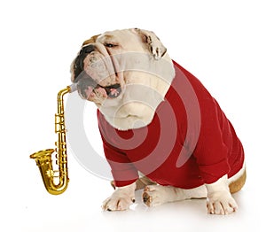 Musical dog