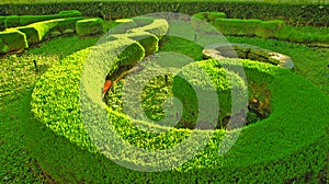 Musical green garden- crop circle