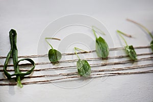 Musical note from green leaves, white background