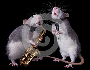 Musical Rats