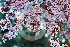 Arching branches of a pink cherry blossom tree in Medford, Oregon photo