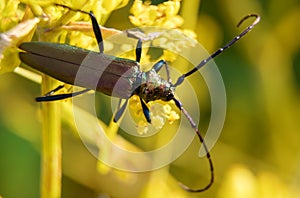 Musk beetle.