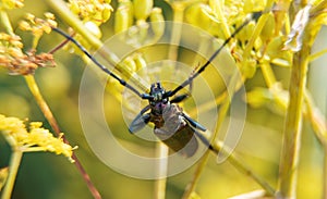 Musk beetle.