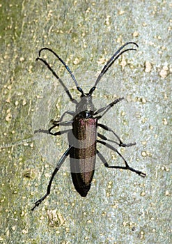 Musk beetle