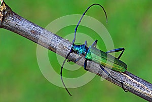 Musk beetle (Aromia moschata)