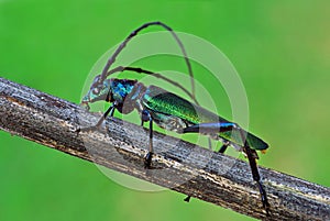 Musk beetle (Aromia moschata)