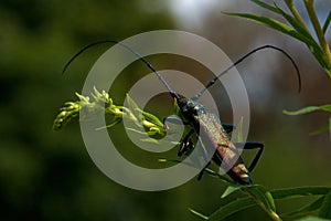 Musk beetle Aromia moschata close up