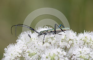 Musk beetle, Aromia moschata feeding on hogweed