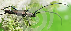 Musk beetle, Aromia moschata on hogweed