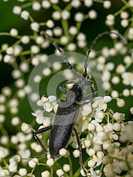 Musk Beetle Aromia moschata sitting on Elderflower tree