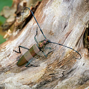 Musk beetle Aromia moschata on a tree trunk