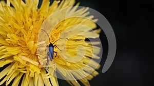 Musk beetle on a dandelion flower