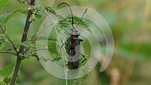 A Musk Beetle, Lampyris noctiluca,  displaying on a stinging nettle.