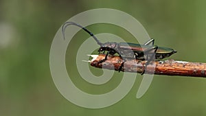 A Musk Beetle, Lampyris noctiluca, displaying on a twig.
