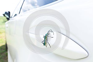 Musk beetle sitting on a vehicle door handle