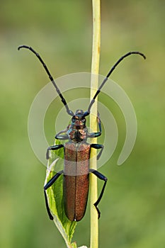 Musk beetleAromia moschata