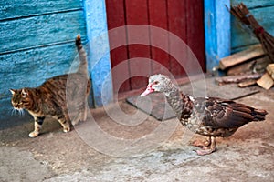 A musk duck with cat in the courtyard of a rural house