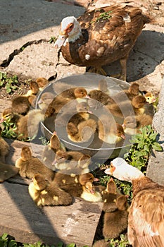 Musk duck ducklings