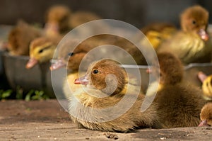 Musk duck ducklings