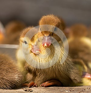 Musk duck ducklings