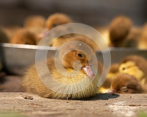 Musk duck ducklings