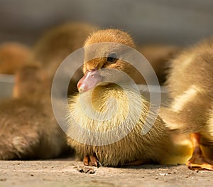 Musk duck ducklings