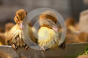 Musk duck ducklings