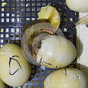 Musk duck ducklings hatched from eggs