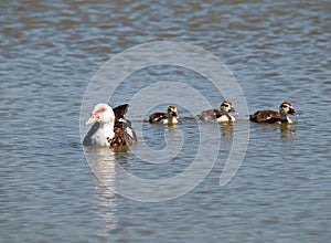 Musk duck with posterity