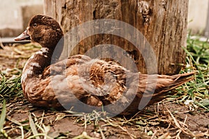 musk or indo duck on a farm in a chicken coop. breeding of poultry in small scale domestic farming. grown up fledgling duckling in