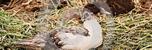 Musk or indo duck on a farm in a chicken coop. breeding of poultry in small scale domestic farming. grown up fledgling duckling in